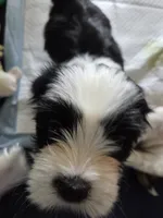 Piggy, a female Lhasa Apso for sale in Lakewood, WA – 4 of 6
