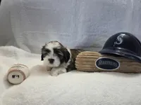 Little man, a male Lhasa Apso for sale in Lakewood, WA – 4 of 5