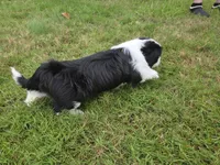 Piggy, a female Lhasa Apso for sale in Lakewood, WA – 6 of 6
