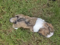 Little man, a male Lhasa Apso for sale in Lakewood, WA – 5 of 5