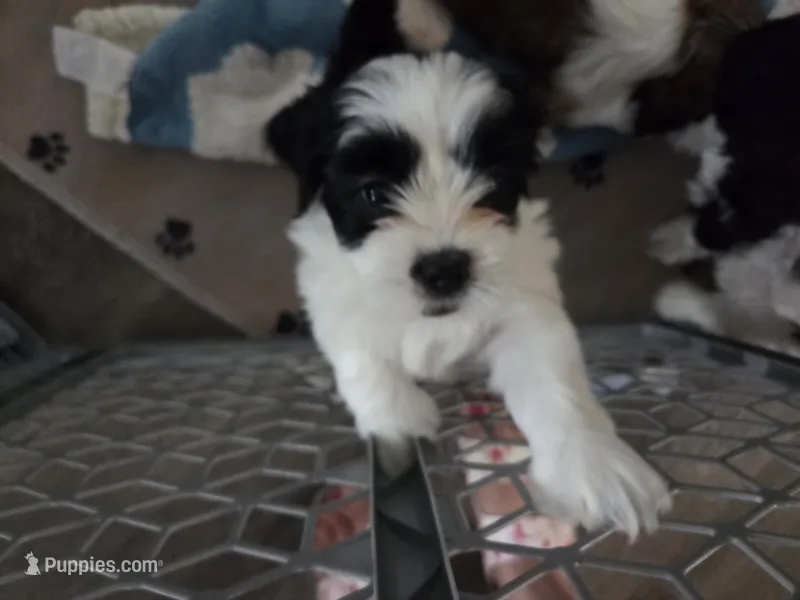 Piggy – Lhasa Apso puppy for sale in Lakewood, WA