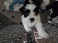 Piggy, a female Lhasa Apso for sale in Lakewood, WA – 3 of 6