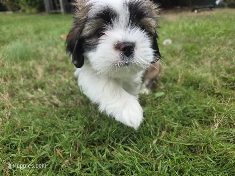 Little man – Lhasa Apso puppy for sale in Lakewood, WA