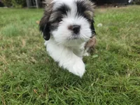 Little man, a male Lhasa Apso for sale in Lakewood, WA – 1 of 5