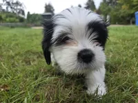 Pirate Princess, a female Lhasa Apso for sale in Lakewood, WA – 4 of 5