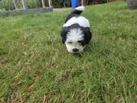 Pirate Princess, a female Lhasa Apso for sale in Lakewood, WA – 3 of 5