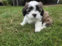Little man, a male Lhasa Apso for sale in Lakewood, WA – 3 of 5