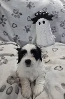 Piggy, a female Lhasa Apso for sale in Lakewood, WA – 2 of 6
