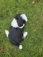 Pirate Princess, a female Lhasa Apso for sale in Lakewood, WA – 5 of 5
