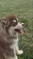 Eylah, a female Alaskan Malamute for sale in Lebanon, TN – 3 of 3