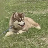 Eylah, a female Alaskan Malamute for sale in Lebanon, TN – 2 of 3