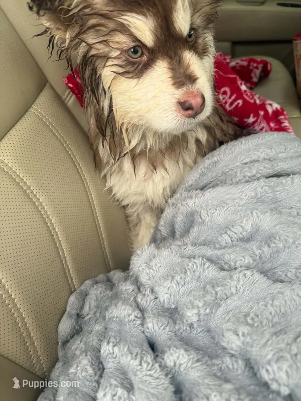 Eylah – Alaskan Malamute puppy for sale in Lebanon, TN