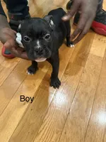 No name , a male American Bully for sale in Brooklyn, NY – 4 of 5
