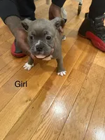 No name , a male American Bully for sale in Brooklyn, NY – 1 of 5
