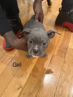 No name , a male American Bully for sale in Brooklyn, NY – 2 of 5