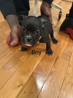 No name , a male American Bully for sale in Brooklyn, NY – 3 of 5