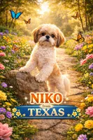 Inky, a male Shih Tzu for sale in Potosi, MO – 2 of 3