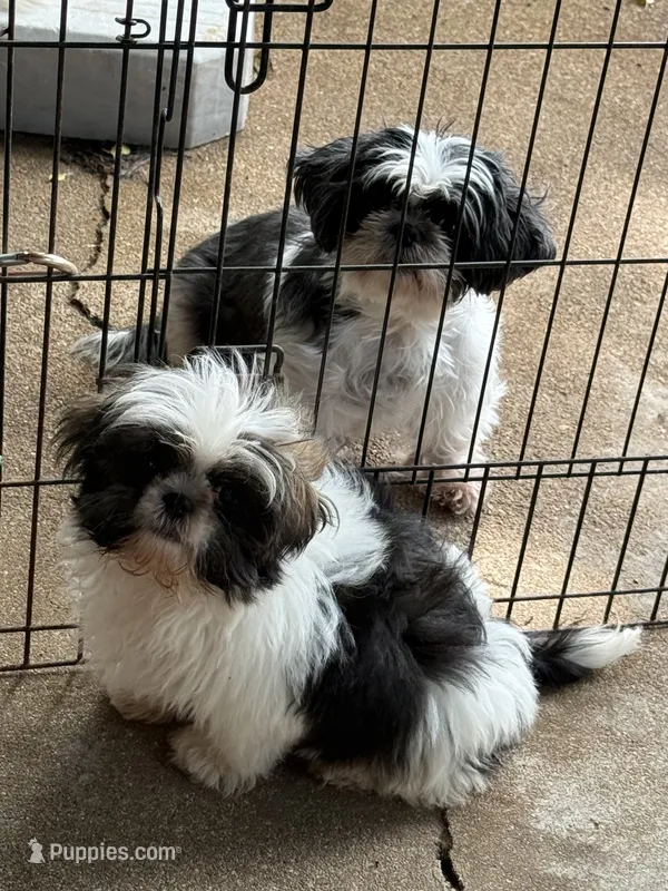 Igloo – Shih Tzu puppy for sale in Potosi, MO