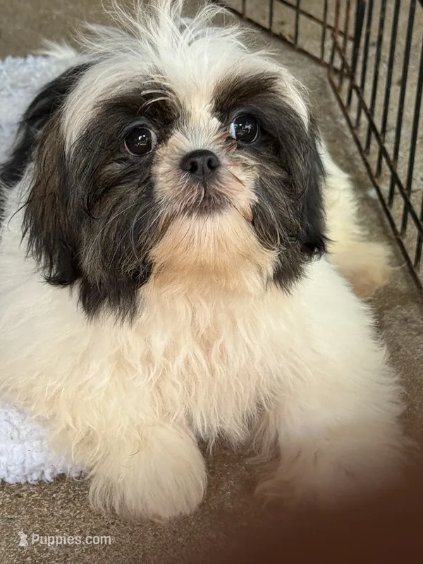Igloo – Shih Tzu puppy for sale in Potosi, MO
