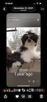 Inky, a male Shih Tzu for sale in Potosi, MO – 3 of 3