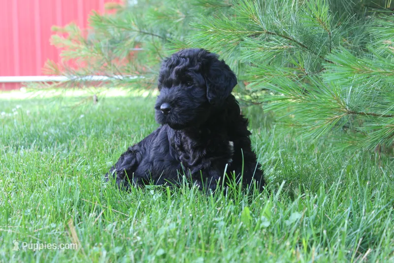 Male – Giant Schnauzer puppy for sale in Dundee, OH