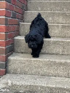 Female – Giant Schnauzer puppy on hold in Dundee, OH