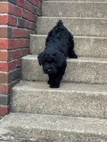 Female, a male Giant Schnauzer for sale in Dundee, OH – Photo 1 of 3