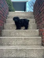 Female, a male Giant Schnauzer for sale in Dundee, OH – Photo 3 of 3
