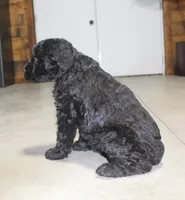 Female, a female Giant Schnauzer for sale in Dundee, OH – Photo 4 of 5