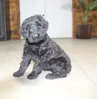 Female, a female Giant Schnauzer for sale in Dundee, OH – Photo 3 of 5