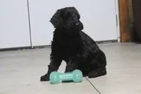 Female, a female Giant Schnauzer for sale in Dundee, OH – Photo 2 of 5