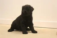 Male, a male Giant Schnauzer for sale in Dundee, OH – Photo 2 of 8