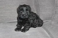 Male, a male Giant Schnauzer for sale in Dundee, OH – Photo 3 of 8
