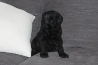 Male, a male Giant Schnauzer for sale in Dundee, OH – Photo 5 of 8