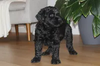 Male, a male Giant Schnauzer for sale in Dundee, OH – Photo 1 of 8