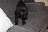 Male, a male Giant Schnauzer for sale in Dundee, OH – Photo 4 of 8