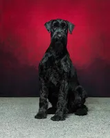 Male, a male Giant Schnauzer for sale in Dundee, OH – Photo 7 of 8