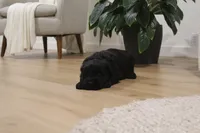 Male, a male Giant Schnauzer for sale in Dundee, OH – Photo 6 of 8