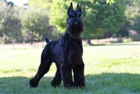 Male, a male Giant Schnauzer for sale in Dundee, OH – Photo 8 of 8