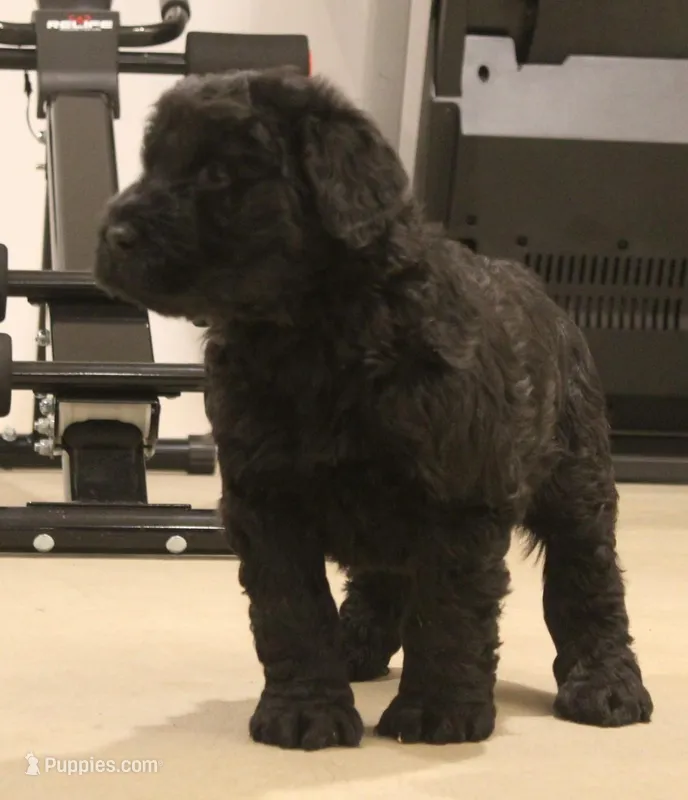 Male – Giant Schnauzer puppy for sale in Dundee, OH