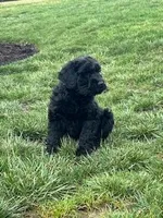 Female, a female Giant Schnauzer for sale in Dundee, OH – Photo 5 of 6