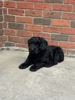 Female, a female Giant Schnauzer for sale in Dundee, OH – Photo 2 of 6