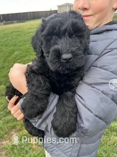 Female – Giant Schnauzer puppy for sale in Dundee, OH