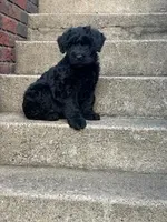 Female, a female Giant Schnauzer for sale in Dundee, OH – Photo 3 of 6