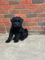 Female, a female Giant Schnauzer for sale in Dundee, OH – Photo 4 of 6