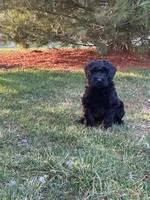 Female, a female Giant Schnauzer for sale in Dundee, OH – Photo 6 of 6