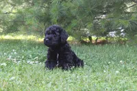 Male, a male Giant Schnauzer for sale in Dundee, OH – 2 of 3