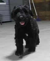 Female, a female Giant Schnauzer for sale in Dundee, OH – Photo 4 of 5