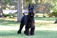 Female, a female Giant Schnauzer for sale in Dundee, OH – Photo 5 of 5