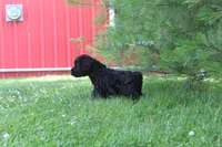 Male, a male Giant Schnauzer for sale in Dundee, OH – 3 of 3